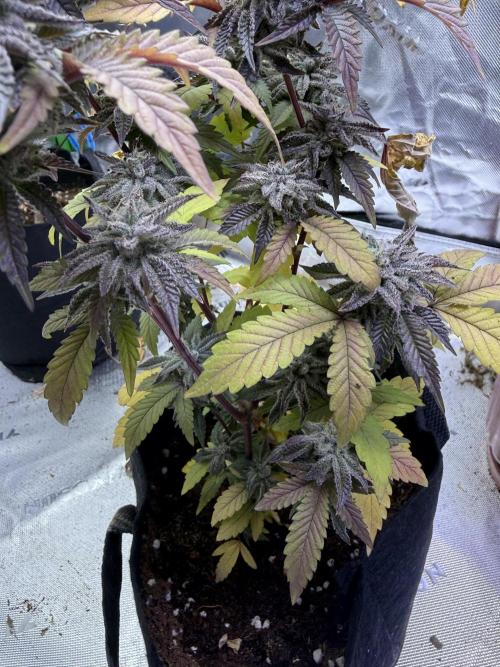 Slurricane Photo Grow. Week 14