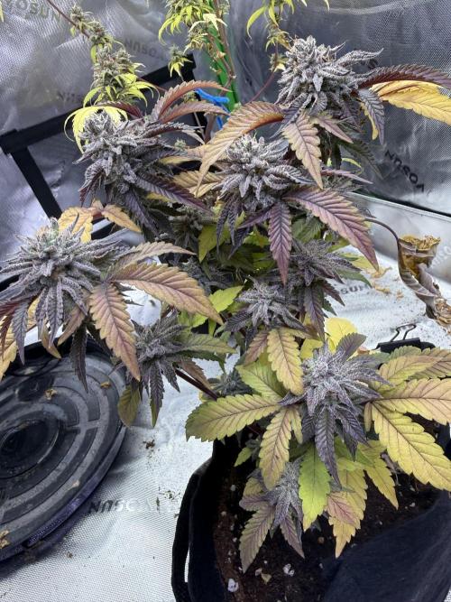 Slurricane Photo Grow. Week 14