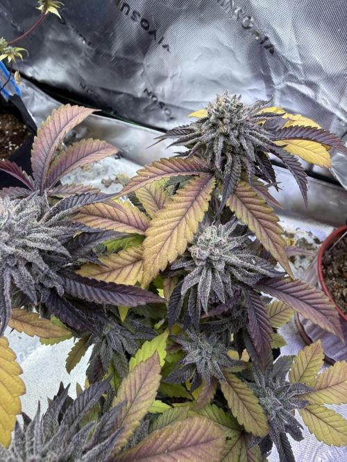 Slurricane Photo Grow. Week 14