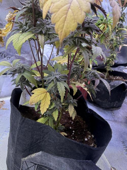 Slurricane Photo Grow. Week 14
