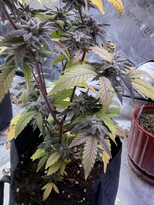 Slurricane. Week 14