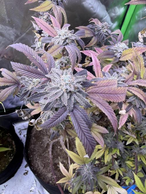 Slurricane no 7 Grow #2. Week 15