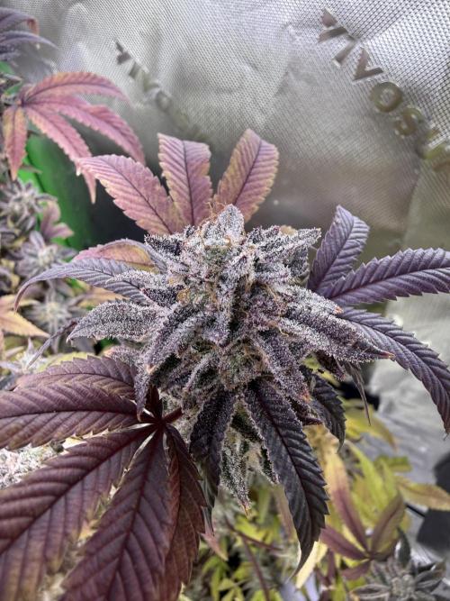 Slurricane no 7 Grow #2. Week 15