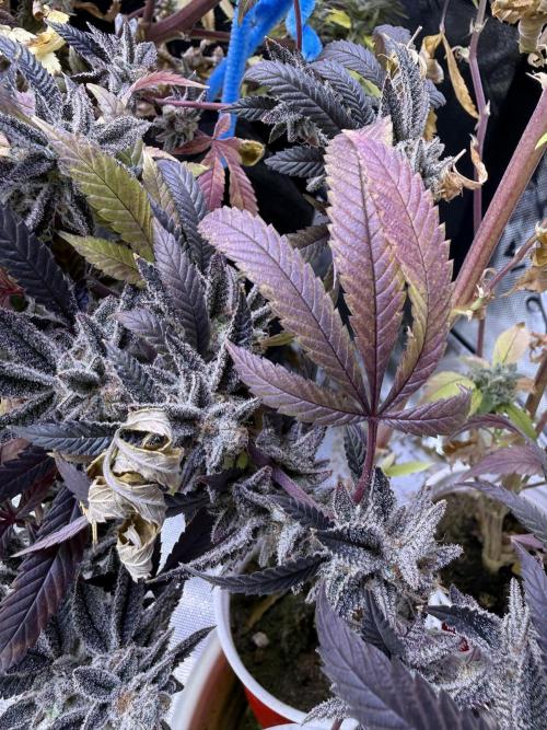 Slurricane no 7 Grow #2. Week 15