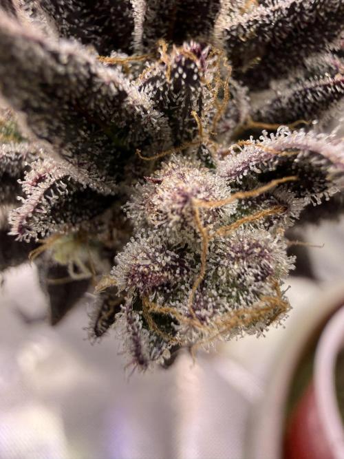 Slurricane no 7 Grow #2. Week 15