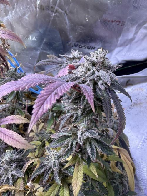 Slurricane no 7 Grow #2. Week 15