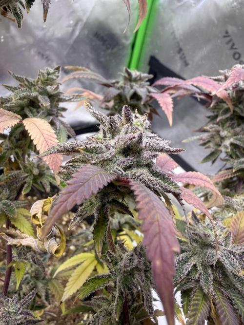 Slurricane no 7 Grow #2. Week 15