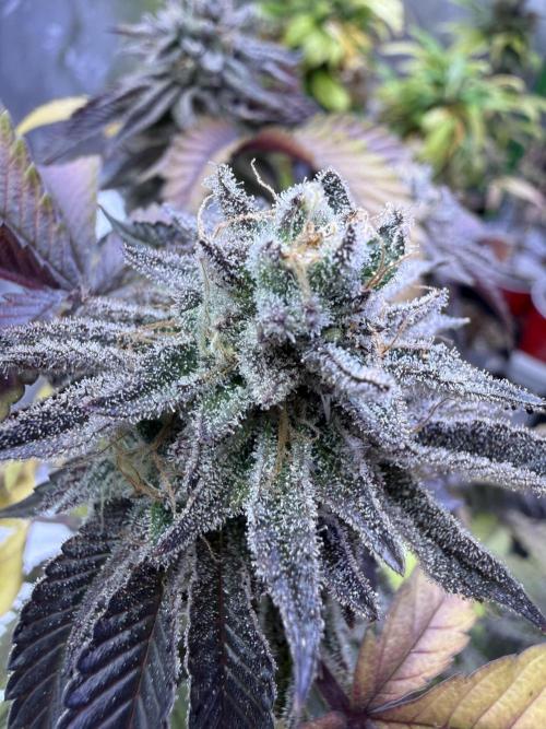 Slurricane. Week 15