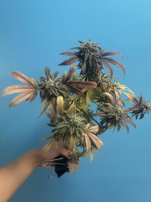 IZI Seeds Permanent Bluez Grow. Week 13