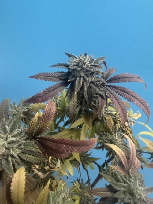 IZI Seeds Permanent Bluez Grow. Week 13