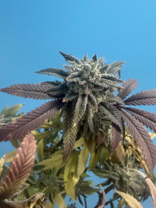 IZI Seeds Permanent Bluez Grow. Week 13