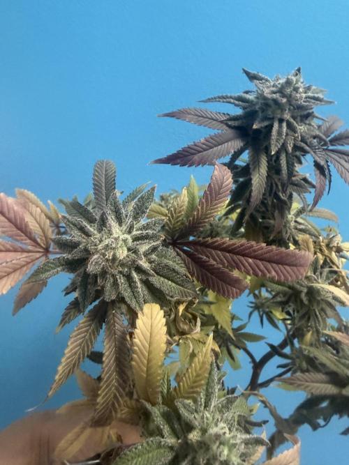 IZI Seeds Permanent Bluez Grow. Week 13
