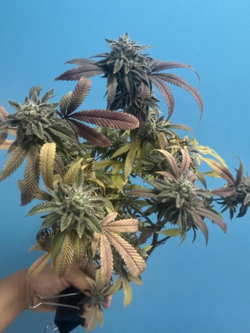 IZI Seeds Permanent Bluez Grow. Week 13