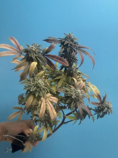 IZI Seeds Permanent Bluez Grow. Week 13
