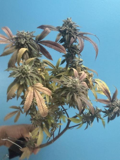 IZI Seeds Permanent Bluez Grow. Week 13