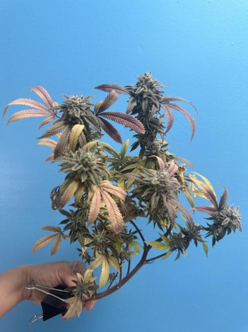 IZI Seeds Permanent Bluez Grow. Week 13