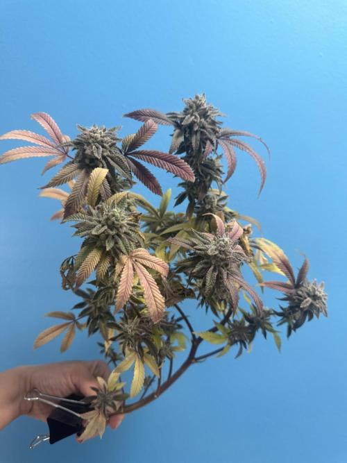 IZI Seeds Permanent Bluez Grow. Week 13
