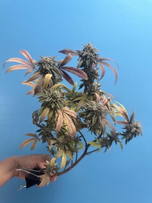 IZI Seeds Permanent Bluez Grow. Week 13