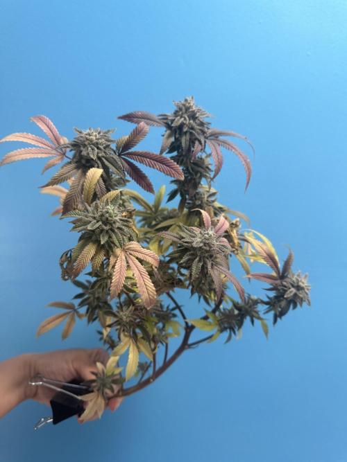 IZI Seeds Permanent Bluez Grow. Week 13