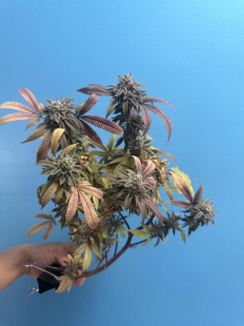 IZI Seeds Permanent Bluez Grow. Week 13