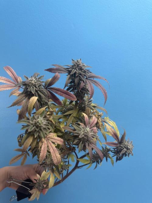 IZI Seeds Permanent Bluez Grow. Week 13