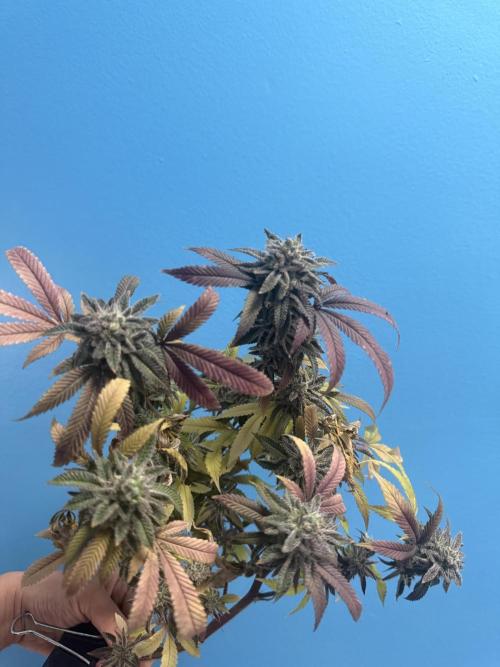 IZI Seeds Permanent Bluez Grow. Week 13