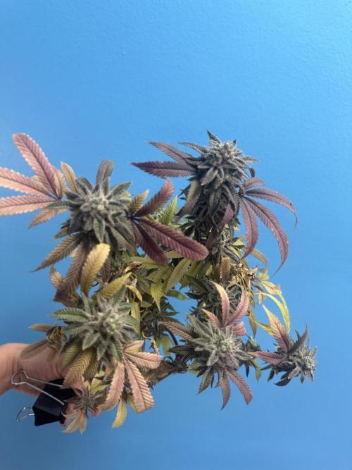 IZI Seeds Permanent Bluez Grow. Week 13
