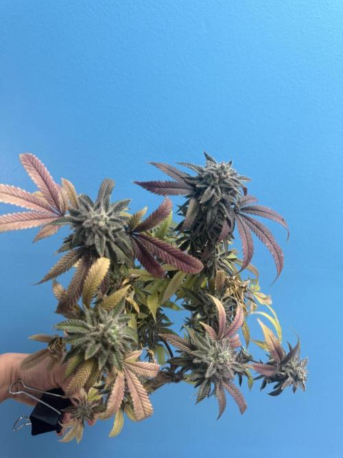 IZI Seeds Permanent Bluez Grow. Week 13