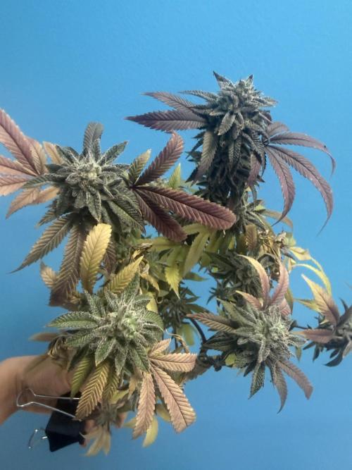 IZI Seeds Permanent Bluez Grow. Week 13