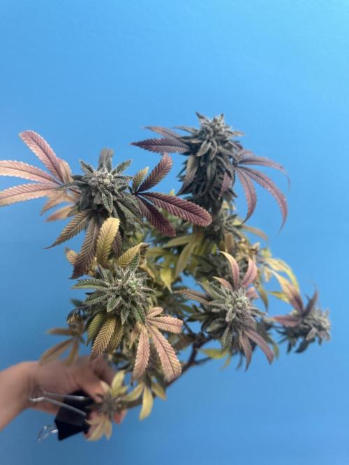 IZI Seeds Permanent Bluez Grow. Week 13