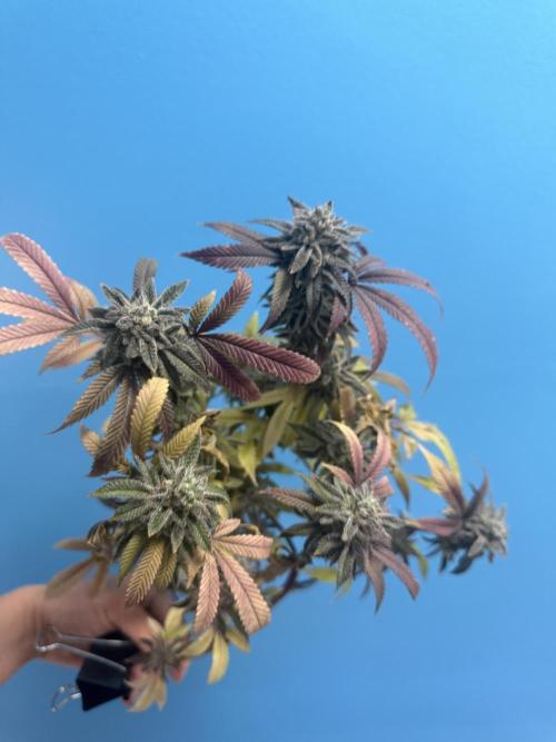 IZI Seeds Permanent Bluez Grow. Week 13