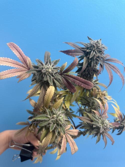 IZI Seeds Permanent Bluez Grow. Week 13