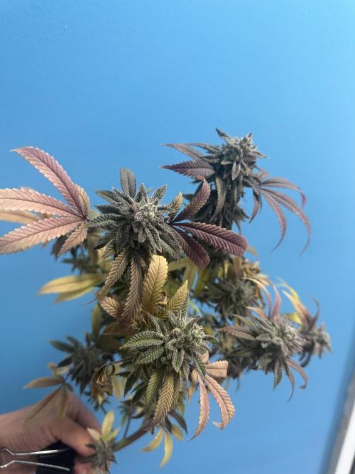 IZI Seeds Permanent Bluez Grow. Week 13