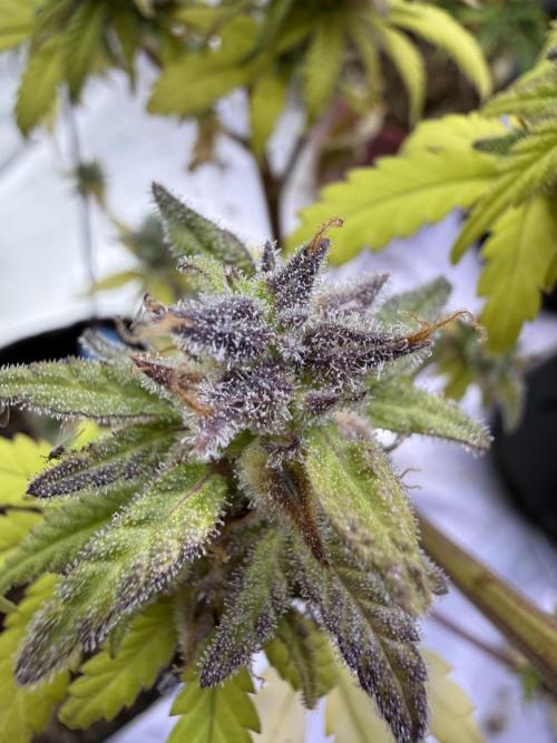 IZI Seeds Brain Swirl Fem Photo. Week 15