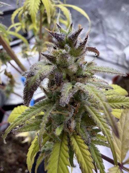 IZI Seeds Brain Swirl Fem Photo. Week 15
