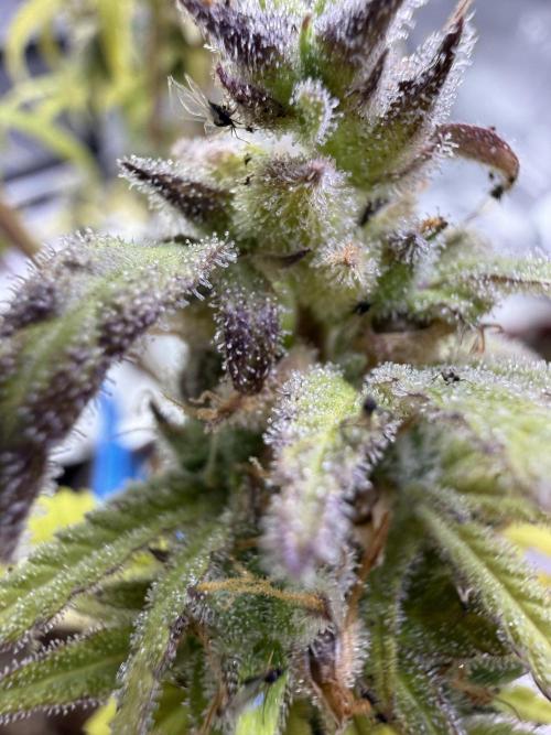 IZI Seeds Brain Swirl Fem Photo. Week 15