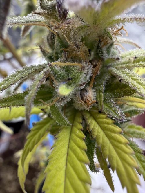 IZI Seeds Brain Swirl Fem Photo. Week 15