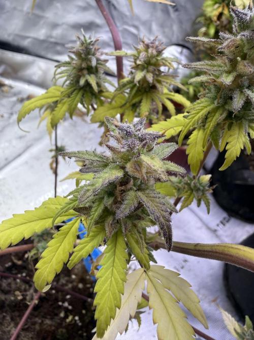 IZI Seeds Brain Swirl Fem Photo. Week 15