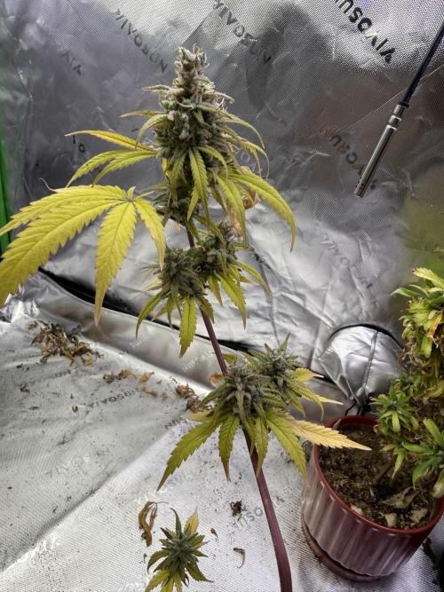 IZI Seeds Brain Swirl Fem Photo. Week 15