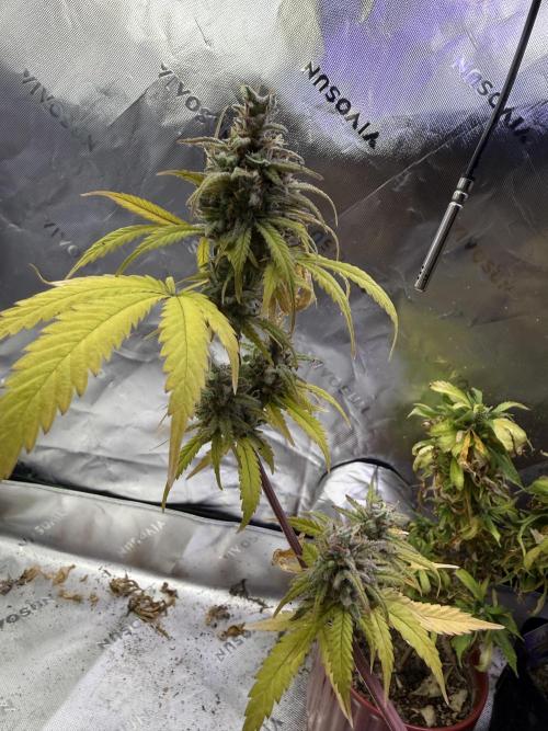 IZI Seeds Brain Swirl Fem Photo. Week 15