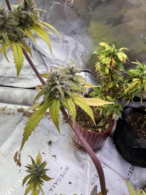 IZI Seeds Brain Swirl Fem Photo. Week 15