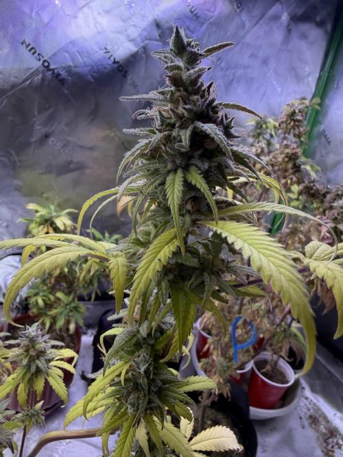 IZI Seeds Brain Swirl Fem Photo. Week 15