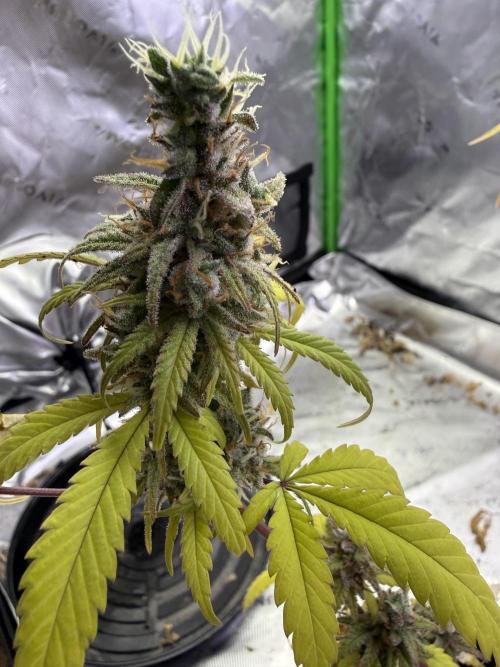 IZI Seeds Brain Swirl Fem Photo. Week 15