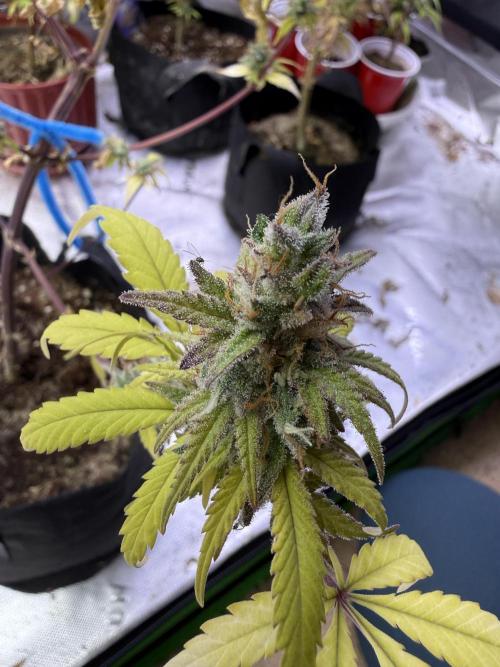 IZI Seeds Brain Swirl Fem Photo. Week 15
