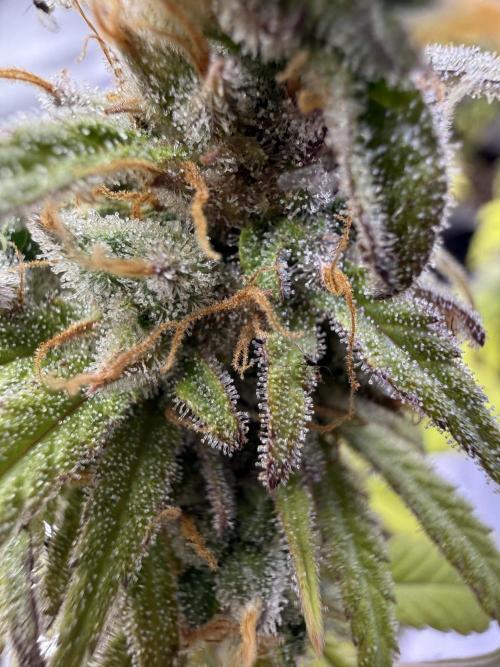 IZI Seeds Brain Swirl Fem Photo. Week 15