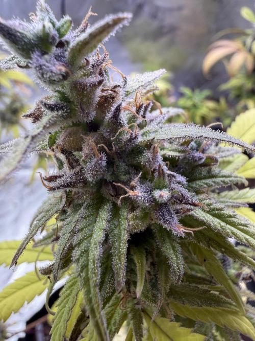 IZI Seeds Brain Swirl Fem Photo. Week 15