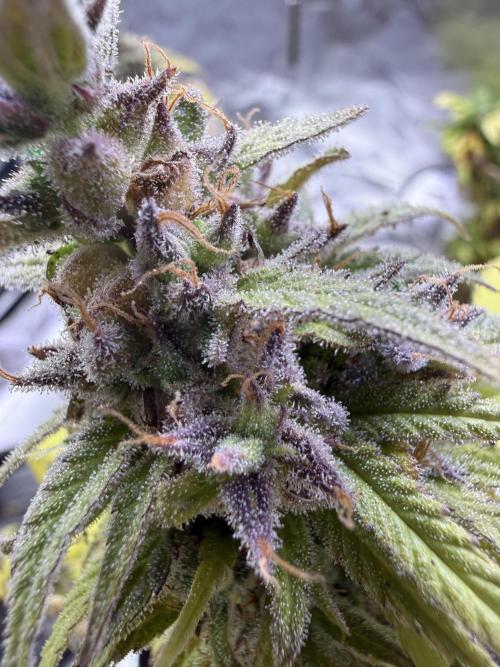 IZI Seeds Brain Swirl Fem Photo. Week 15