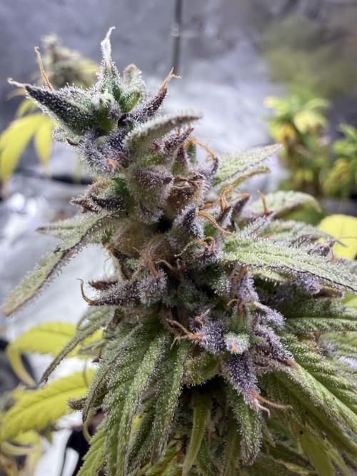 IZI Seeds Brain Swirl Fem Photo. Week 15