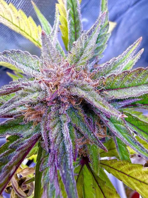 Eternity Grow Cup 2026 - Sticky Broccoli. Week 16