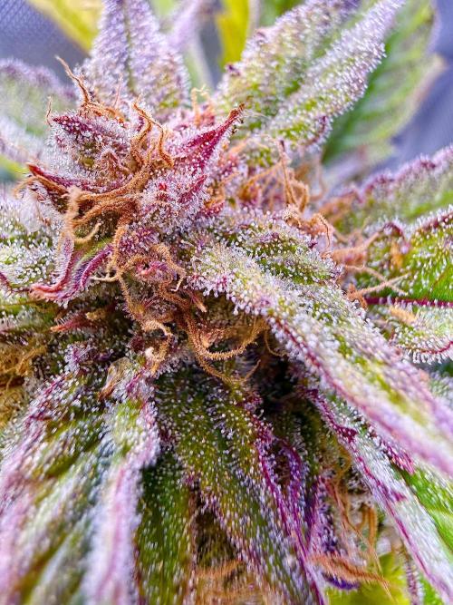 Eternity Grow Cup 2026 - Sticky Broccoli. Week 16